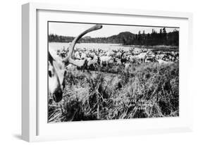 Iliamna, Alaska - View of a Reindeer Herd-Lantern Press-Framed Art Print