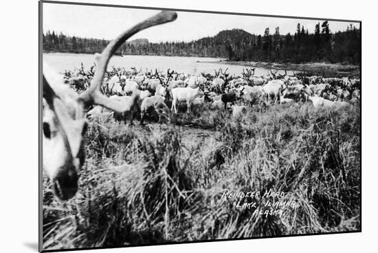 Iliamna, Alaska - View of a Reindeer Herd-Lantern Press-Mounted Art Print