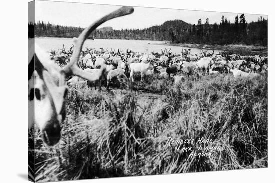 Iliamna, Alaska - View of a Reindeer Herd-Lantern Press-Stretched Canvas