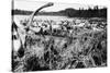 Iliamna, Alaska - View of a Reindeer Herd-Lantern Press-Stretched Canvas