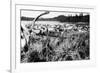 Iliamna, Alaska - View of a Reindeer Herd-Lantern Press-Framed Premium Giclee Print