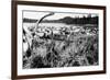 Iliamna, Alaska - View of a Reindeer Herd-Lantern Press-Framed Premium Giclee Print