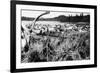 Iliamna, Alaska - View of a Reindeer Herd-Lantern Press-Framed Premium Giclee Print