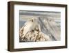 Iliamna Volcano Rising Up in Aleutian Mountain Range of Alaska-Sheila Haddad-Framed Photographic Print