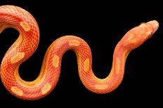 Amel Motley Corn Snake Isolated on Black Background-iLight photo-Photographic Print