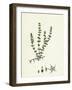 Illecebrum Verticillatum Whorled Illecebrum-null-Framed Giclee Print