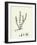 Illecebrum Verticillatum Whorled Illecebrum-null-Framed Giclee Print