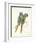 Illiger's Macaw, 1987-Mary Clare Critchley-Salmonson-Framed Giclee Print