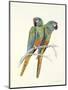 Illiger's Macaw, 1987-Mary Clare Critchley-Salmonson-Mounted Giclee Print