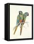 Illiger's Macaw, 1987-Mary Clare Critchley-Salmonson-Framed Stretched Canvas