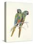 Illiger's Macaw, 1987-Mary Clare Critchley-Salmonson-Stretched Canvas