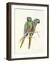 Illiger's Macaw, 1987-Mary Clare Critchley-Salmonson-Framed Giclee Print