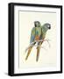 Illiger's Macaw, 1987-Mary Clare Critchley-Salmonson-Framed Giclee Print