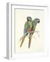 Illiger's Macaw, 1987-Mary Clare Critchley-Salmonson-Framed Giclee Print