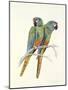 Illiger's Macaw, 1987-Mary Clare Critchley-Salmonson-Mounted Giclee Print