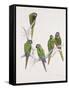 Illiger's Macaw Group, 1987-Mary Clare Critchley-Salmonson-Framed Stretched Canvas