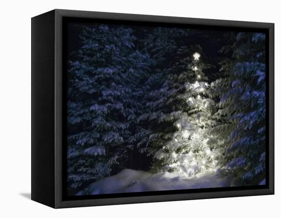 Illuminated Christmas Tree in Snow-Larry Williams-Framed Stretched Canvas