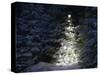 Illuminated Christmas Tree in Snow-Larry Williams-Stretched Canvas