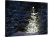 Illuminated Christmas Tree in Snow-Larry Williams-Stretched Canvas