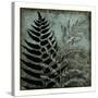 Illuminated Ferns III-Megan Meagher-Stretched Canvas