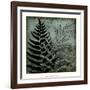 Illuminated Ferns III-Megan Meagher-Framed Art Print