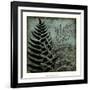 Illuminated Ferns III-Megan Meagher-Framed Art Print