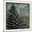 Illuminated Ferns III-Megan Meagher-Mounted Art Print