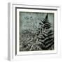 Illuminated Ferns IV-Megan Meagher-Framed Art Print