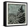 Illuminated Ferns IV-Megan Meagher-Framed Stretched Canvas