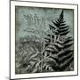 Illuminated Ferns IV-Megan Meagher-Mounted Art Print