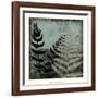 Illuminated Ferns V-Megan Meagher-Framed Art Print