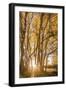 Illuminated Forest-Christian Mueringer-Framed Giclee Print