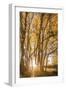 Illuminated Forest-Christian Mueringer-Framed Giclee Print