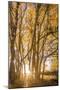 Illuminated Forest-Christian Mueringer-Mounted Giclee Print