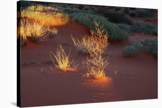 Illuminated grass, Valley of Fire State Park, Nevada, USA-Michel Hersen-Stretched Canvas