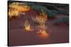 Illuminated grass, Valley of Fire State Park, Nevada, USA-Michel Hersen-Stretched Canvas