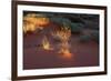 Illuminated grass, Valley of Fire State Park, Nevada, USA-Michel Hersen-Framed Photographic Print