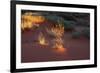 Illuminated grass, Valley of Fire State Park, Nevada, USA-Michel Hersen-Framed Photographic Print