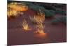 Illuminated grass, Valley of Fire State Park, Nevada, USA-Michel Hersen-Mounted Photographic Print