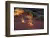 Illuminated grass, Valley of Fire State Park, Nevada, USA-Michel Hersen-Framed Photographic Print