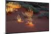 Illuminated grass, Valley of Fire State Park, Nevada, USA-Michel Hersen-Mounted Photographic Print