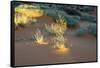 Illuminated grasses, Scenic Drive, Valley of Fire State Park, Nevada, USA.-Michel Hersen-Framed Stretched Canvas