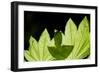 Illuminated Leaves-Erin Berzel-Framed Photographic Print