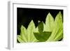 Illuminated Leaves-Erin Berzel-Framed Photographic Print