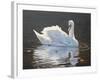 Illuminated Swan-Bruce Dumas-Framed Giclee Print