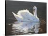 Illuminated Swan-Bruce Dumas-Stretched Canvas