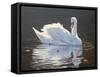 Illuminated Swan-Bruce Dumas-Framed Stretched Canvas