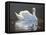 Illuminated Swan-Bruce Dumas-Framed Stretched Canvas