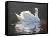 Illuminated Swan-Bruce Dumas-Framed Stretched Canvas