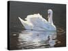 Illuminated Swan-Bruce Dumas-Stretched Canvas